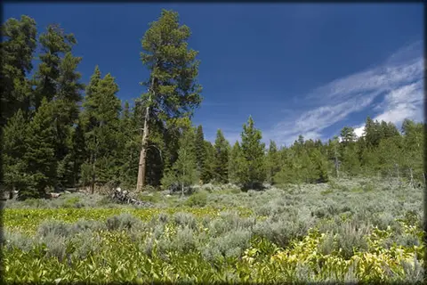 A forest landscape with green trees under a blue sky.