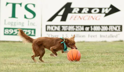 Dog show at Mendocino County Fair.