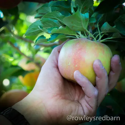 A hand holds an apple on a tree branch.