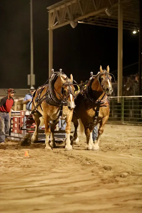 Horse pull, Teton County Fair.