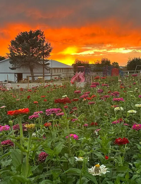 A field of colorful flowers under a vibrant sunset sky.
