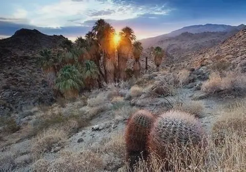 A desert landscape featuring palm trees and cacti at sunset.