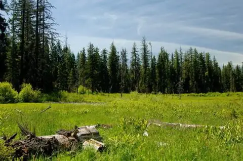 A lush green meadow with a line of tall evergreen trees against a blue sky.