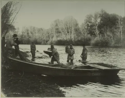 Historic photograph of people working with a boat and nets in a river.