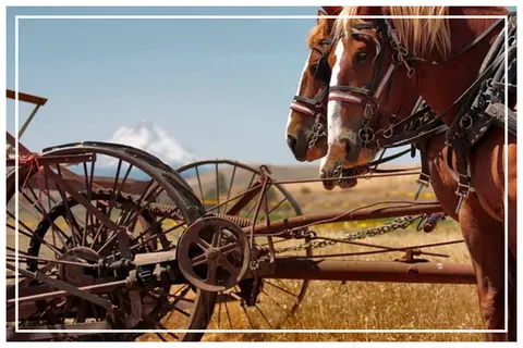 Two draft horses are hitched to a vintage piece of farm machinery in a field.