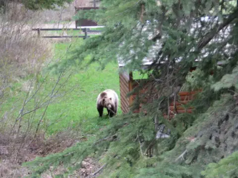 A brown bear walks in a grassy area near a wooden structure.