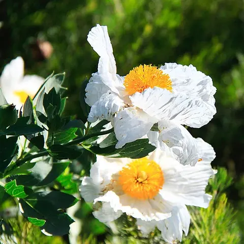A close-up photograph of white flowers with bright yellow centers and green leaves.