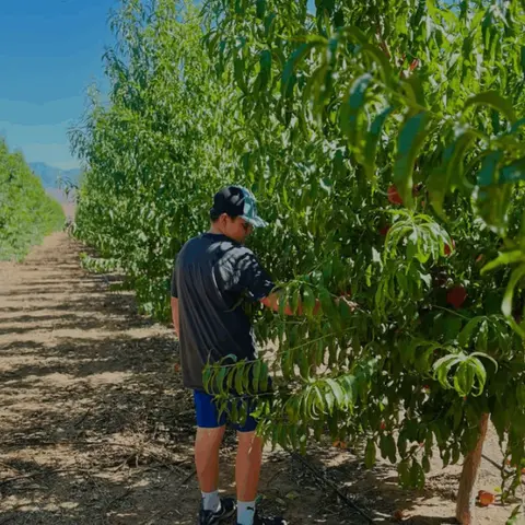 A person picking fruit from a tree in an orchard.