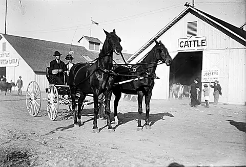 Black and white historic photo of a horse-drawn carriage outside a cattle barn.