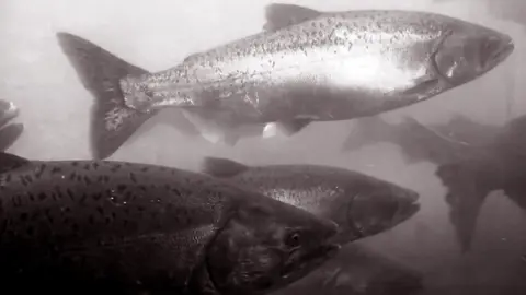 Several salmon swimming underwater.