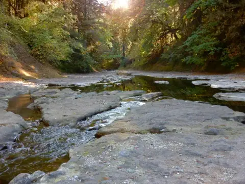 A small stream flowing over rocky terrain in a forest.