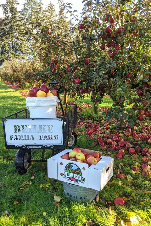 An apple orchard with loaded apple trees, a wagon, and boxes of harvested apples.