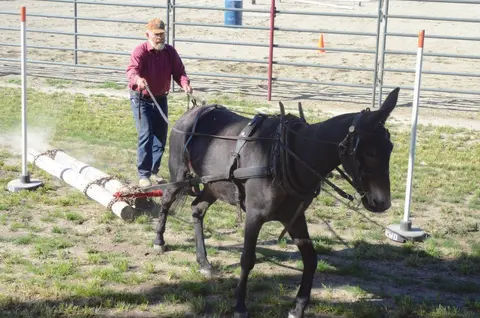 A man leads a harnessed mule pulling logs across an arena.