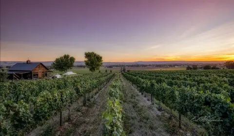 A vineyard with rows of grapevines and a building under a sunset sky.