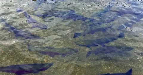 A group of fish swim in clear shallow water.