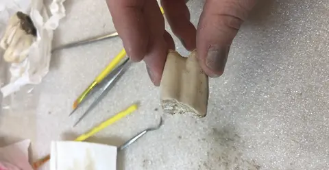 A person holds a large fossilized tooth on a workbench with tools.