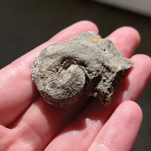 A fossil rests in the palm of a person's hand.