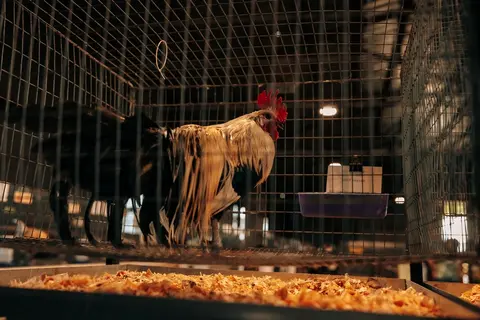 A rooster stands inside a wire cage with wood shavings below.