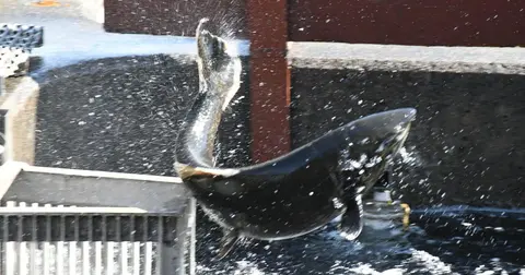 A fish leaps out of the water near a concrete structure.