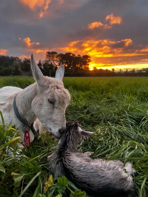 A mother goat nuzzles her newborn kid in a grassy field at sunset.