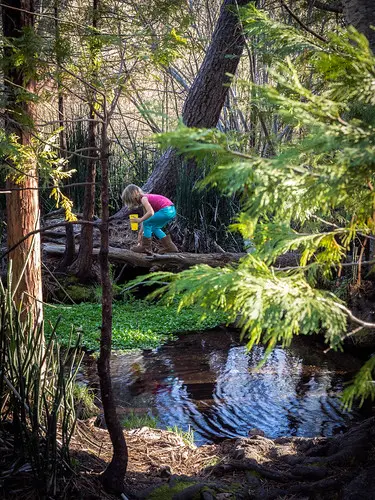 A child crosses a log over a stream in a wooded area.