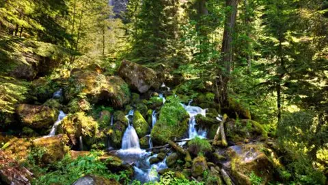 A small stream flows over mossy rocks through a lush green forest.