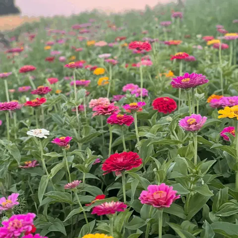 A field of colorful blooming flowers.
