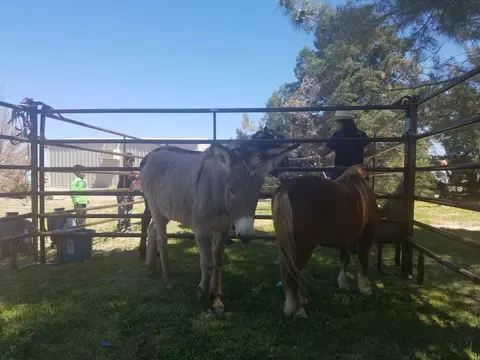 A donkey and a small horse stand in an outdoor pen with people nearby.