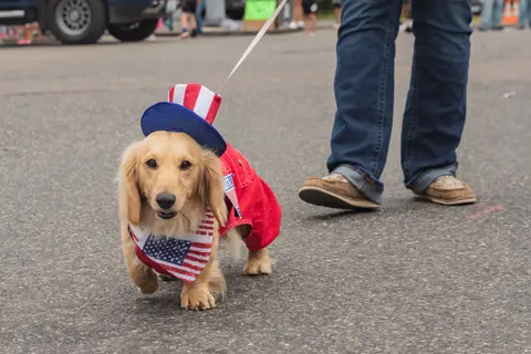 A long-haired dog wearing a patriotic costume and hat walks on a paved street.