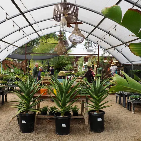 Customers browse inside a large greenhouse filled with plants and decorative hanging lights.