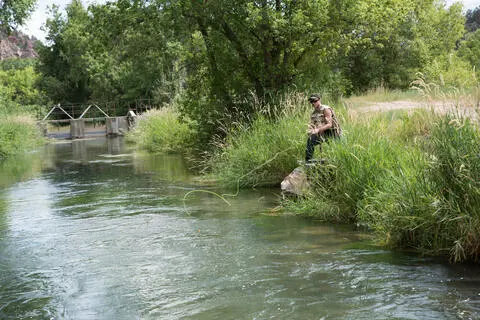 A person fly fishes in a creek surrounded by green trees and tall grass.