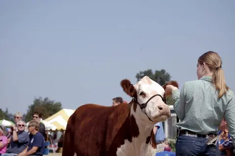 A young woman shows a Hereford cow at an outdoor event.