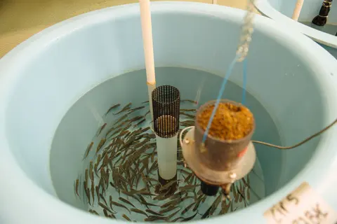 Small fish swim inside a large round blue tank with a feeder suspended above.