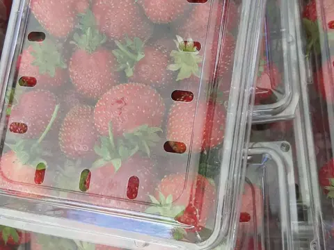 Fresh strawberries packed in clear plastic containers.