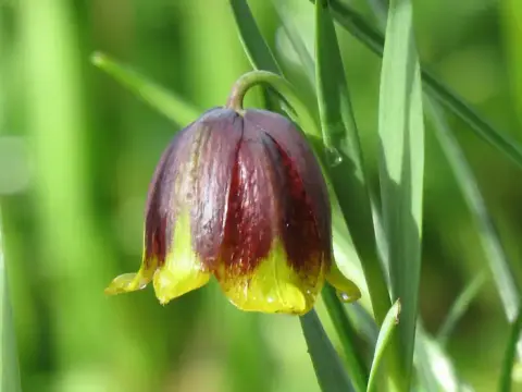 A close-up view of a dark purple and yellow bell-shaped flower.