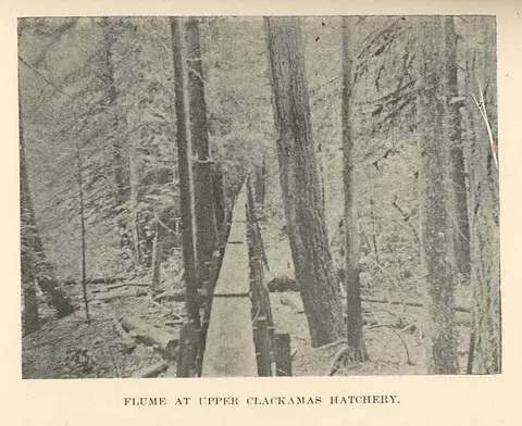 Flume at Upper Clackamas Hatchery.