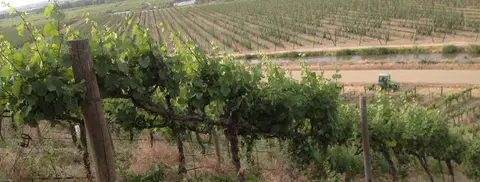 An elevated view of grapevines and a tractor in a field.