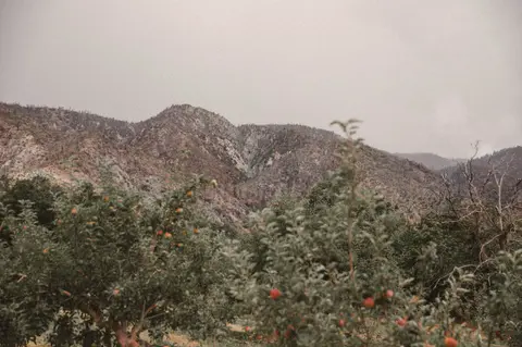 A scenic view of mountains behind apple trees.