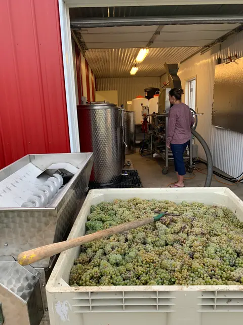 A person working with winemaking equipment near a large bin of harvested grapes.