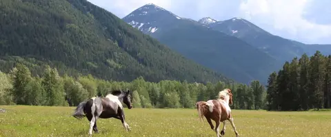 Two horses run through a grassy field with mountains in the background.
