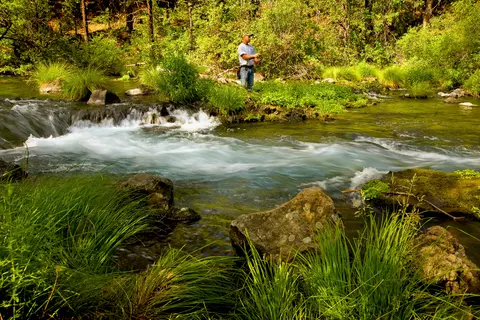 A person fishes in a lush, green river with rapids and rocks.