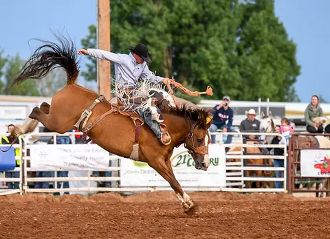 A cowboy rides a bucking horse at a rodeo event.