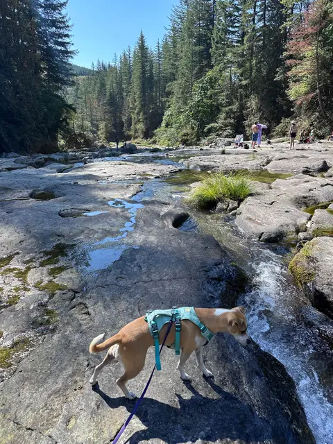 A dog on a harness stands by a rocky stream surrounded by forest and people in the background.