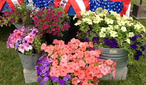 Several pots and buckets of colorful flowers sit in front of patriotic decorations.