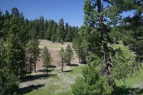 A scenic view of a forested landscape with pine trees and a clear blue sky.