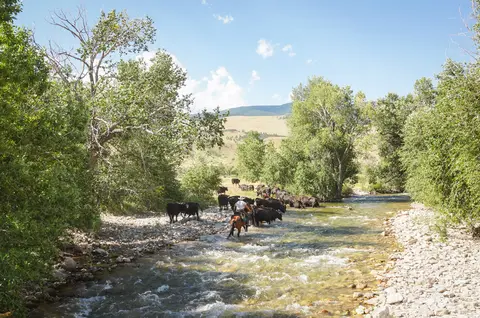 A cowboy on a horse guides a herd of cattle across a shallow river.