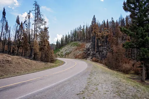 A winding road curves through a landscape of sparse and fire-damaged trees.