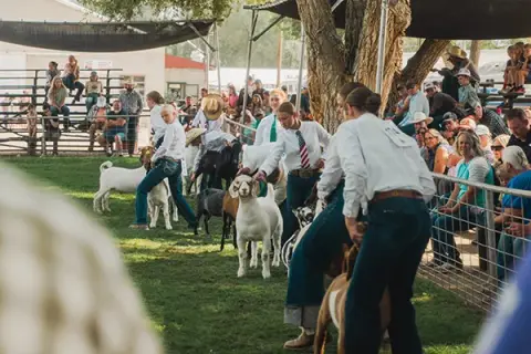 Participants show goats in an outdoor livestock arena with spectators.