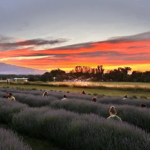 People gather in a lavender field at sunset.