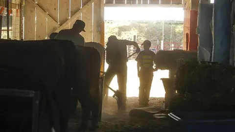 A photograph showing people working inside a barn with cattle.